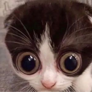 Meet your Posher, Avery